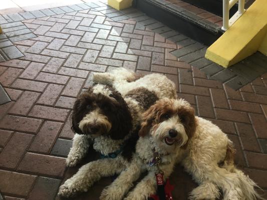 Tiki & Lani