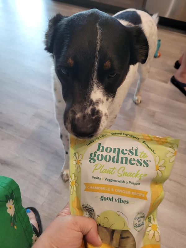 My big baby taking the first sniff to confirm we should try these after smelling them.