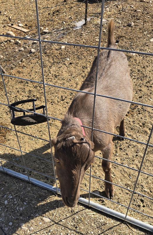 After Show Shake, much fuller