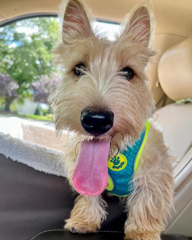 Tongue out after playing ball