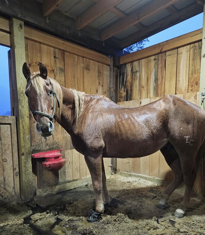 (Photo taken jusssst as the flooding started in the barn causing him to be evacuated)