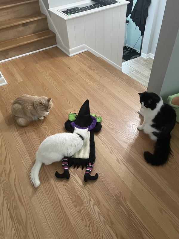 FRISCO Halloween Witch Doorknob Hanger Cat Toy with Catnip