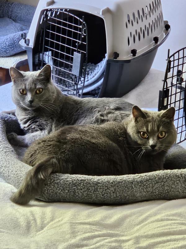 Cats sharing the bolster bed