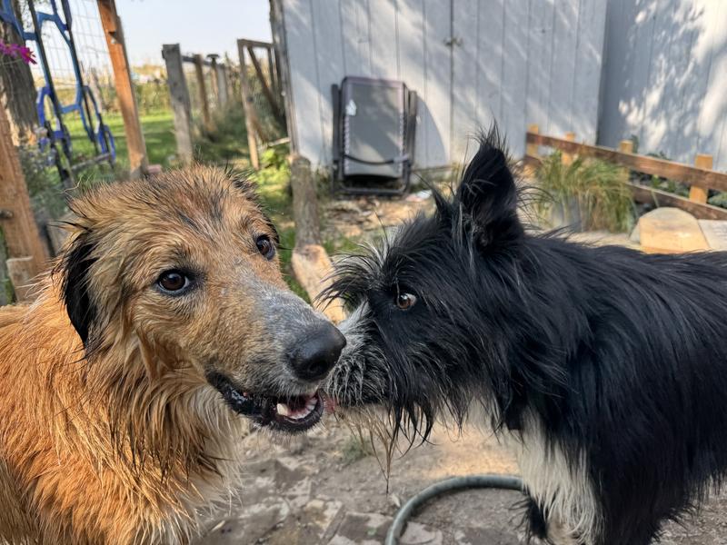 Duke, the foster, seen here making friends 🥹