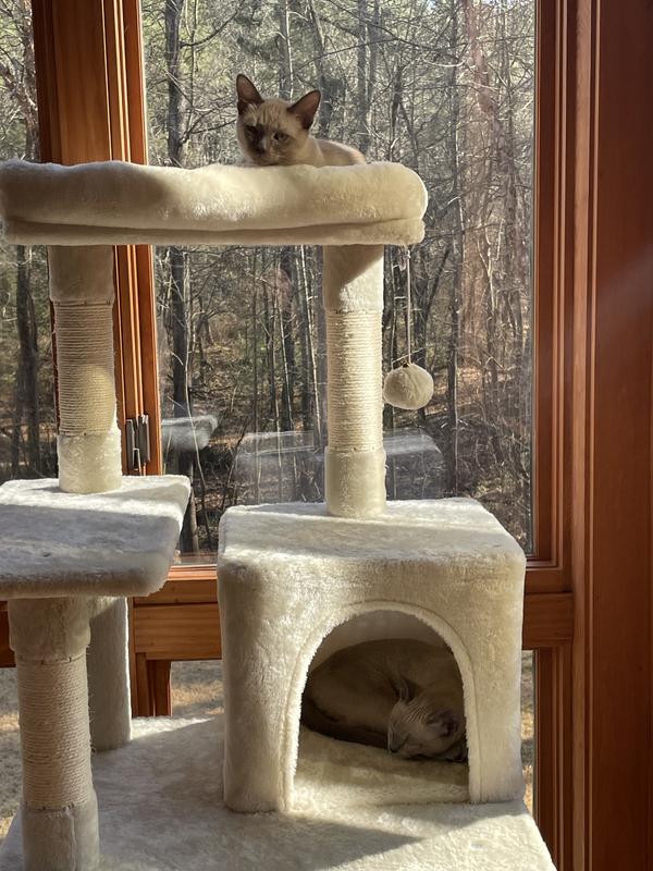 Wish cat tree outlet review