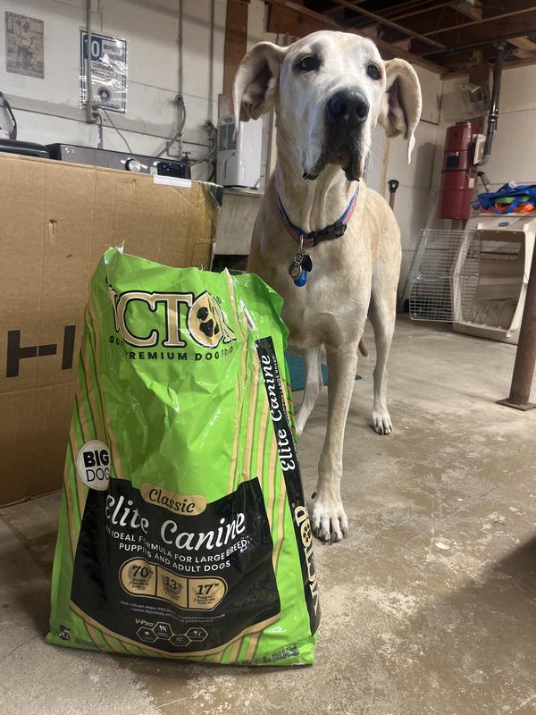 Daisy posing with her new dog food