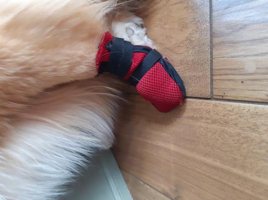 Dog wound outlet boot