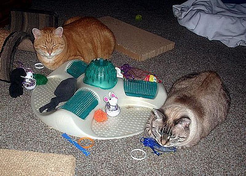 FROM THE FIELD Stalkless Catnip, 10oz bag