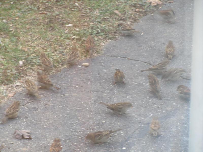 Feeding on millet at end of driveway.