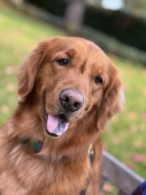 Best boy who is 100% Golden Retriever!
