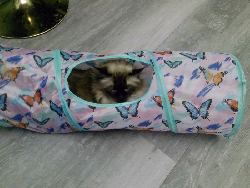 Houdini in the tunnel looking out.