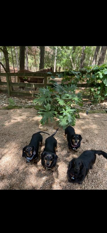 We sit still for a picture when we know we’re getting a sweet potato chew!