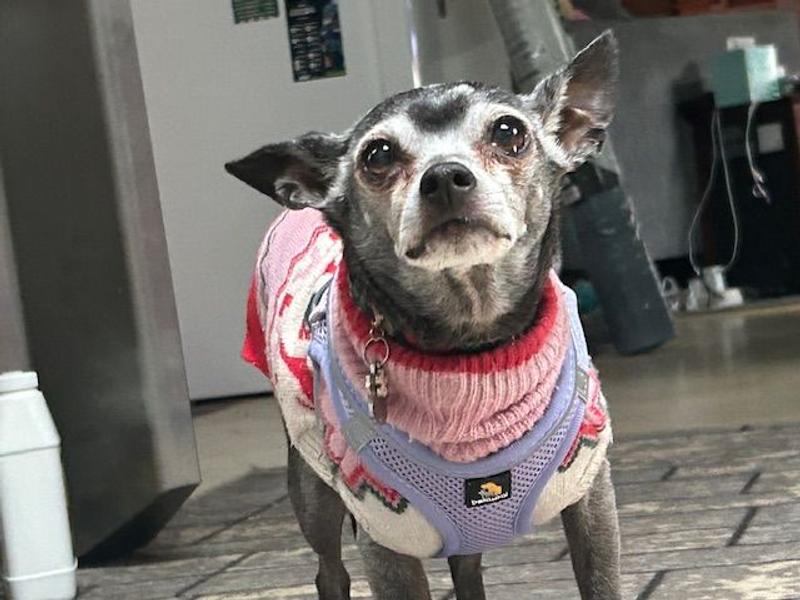 Stella in her New Harness over her Sweater Keeping Warn