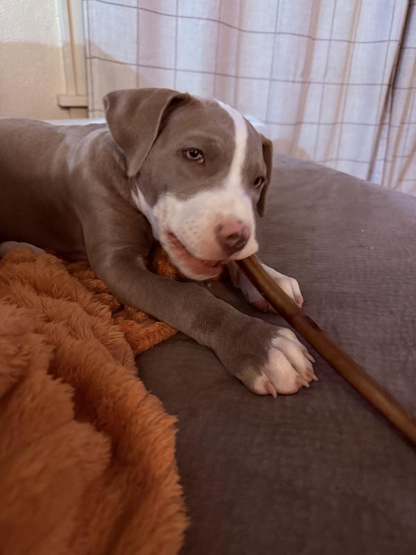 Newest pack member Attie loving her bully stick!