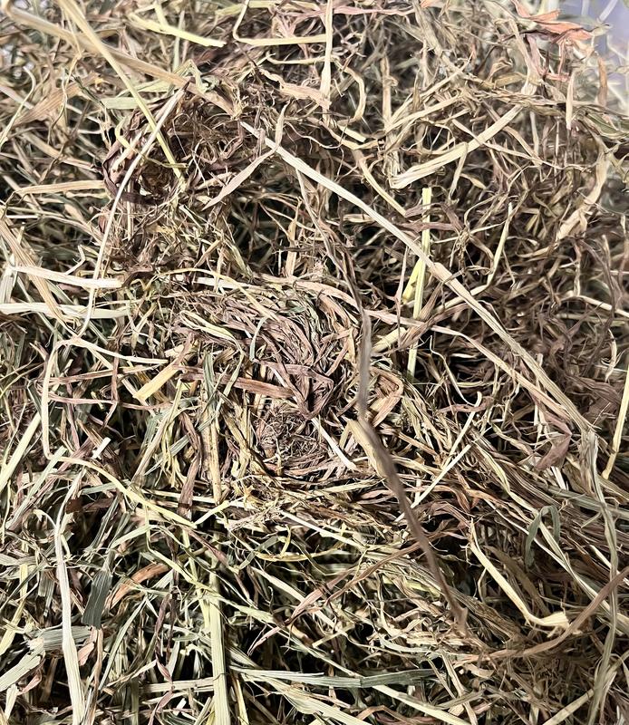 OXBOW - Western Timothy Hay → 425 gr / 1,13 - 2,55 - 4,08 kg - Fieno  Roditori