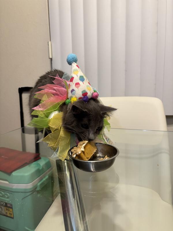 FRISCO Cupcake Party Hat & Ruffle Collar Cat Birthday Accessory, One ...