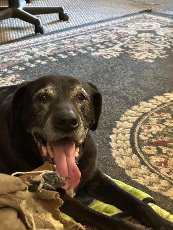 My sweet baby Chewy!