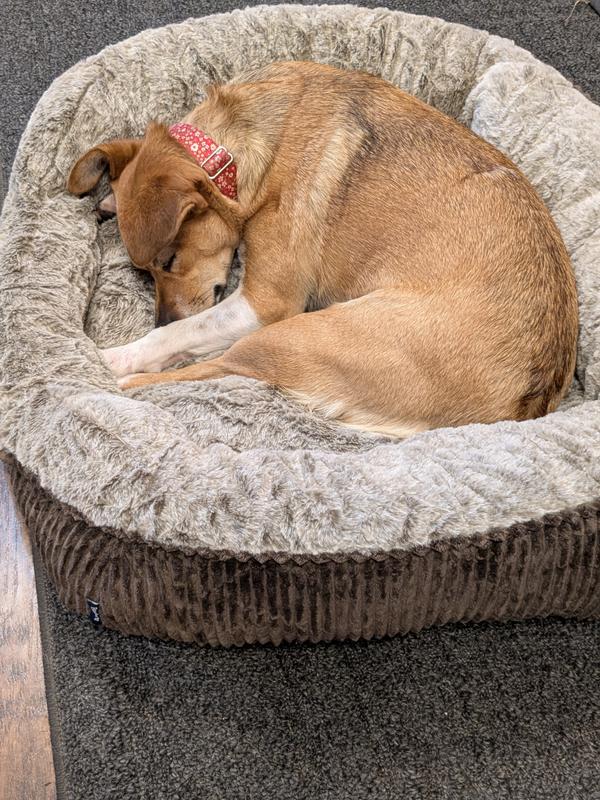A perfect fit for a medium dog!