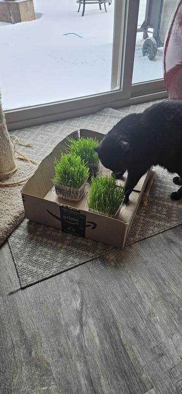 thumbnail image 2 of Lot Of 5 SmartyKat Sweet Greens Cat Grass Growing Kits - 1 Oz Each (New) 2 of 5