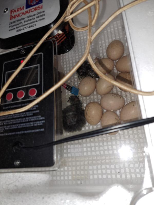 FARM INNOVATORS Still Air Digital Bird Incubator