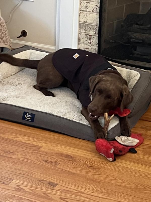 Carhartt Firm Duck Insulated Dog Chore Coat, Deep Wine