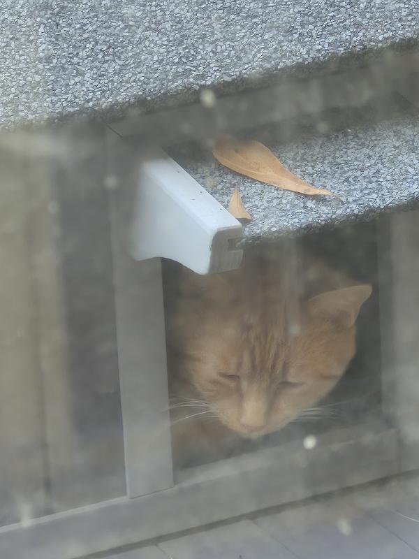 Harry...our orange boy