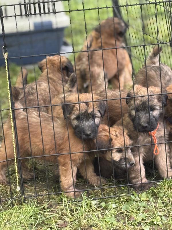 Litter of Wheaten Terrier puppies