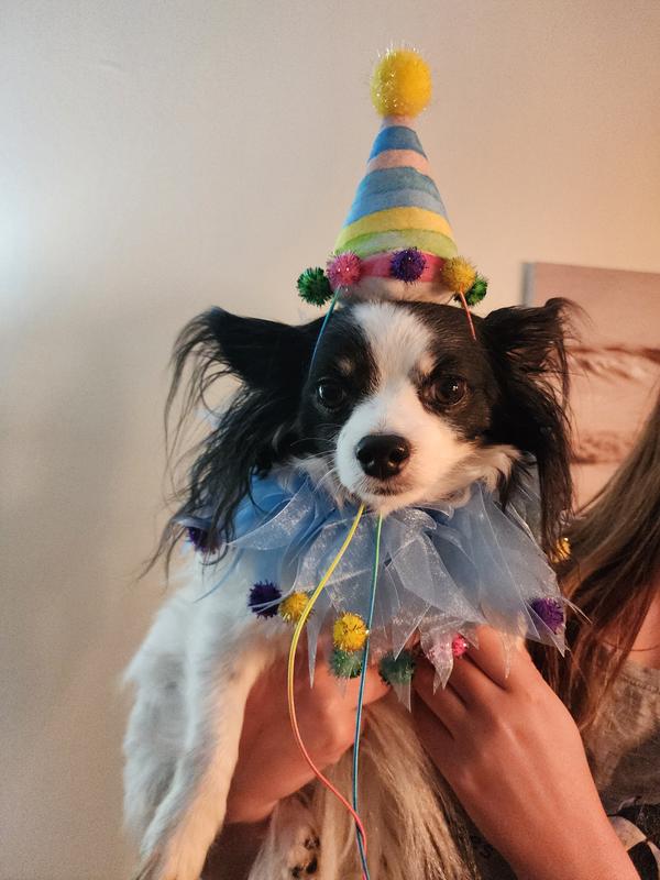 FRISCO Striped Party Hat & Ruffle Collar Cat Birthday Accessory, One ...