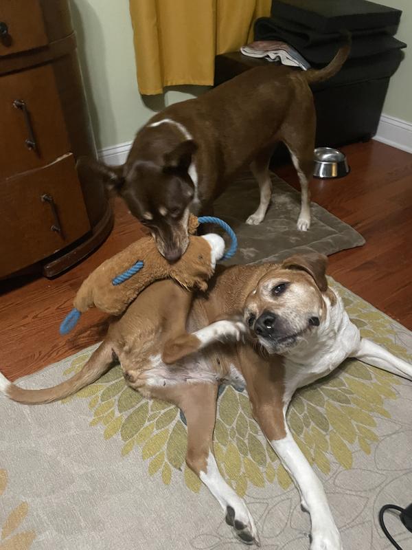 Please play with me more