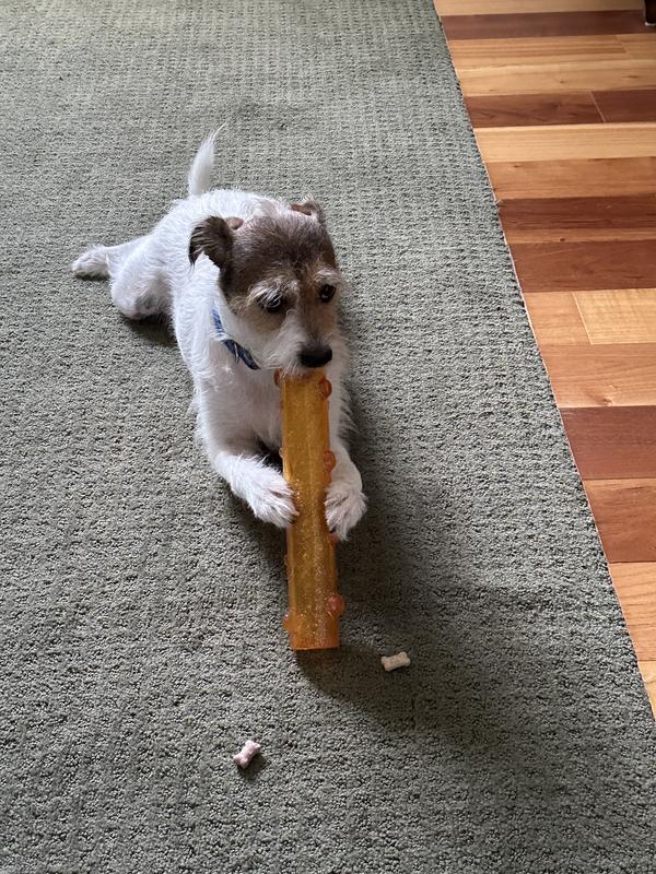 Junior enjoys chewing his new Kong toy! ♥️