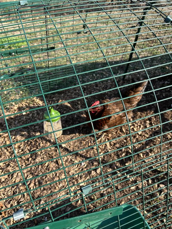 They love it in their treat jar too!