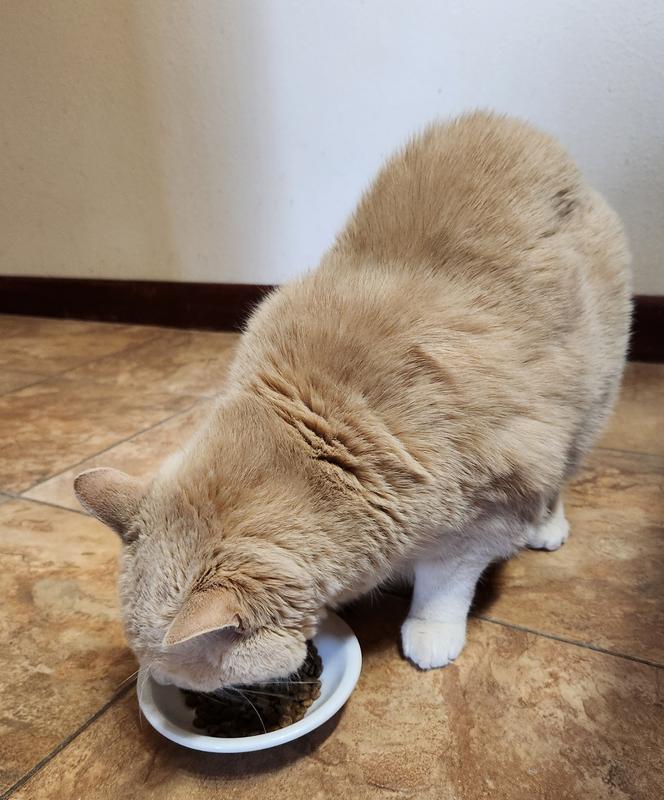 Peachy Guy, my blind picky eater