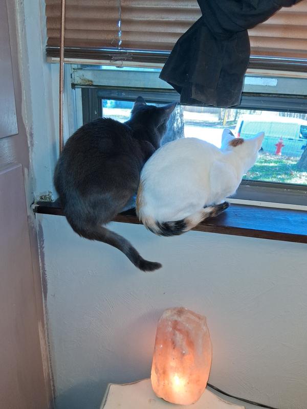 Channing and Kali watching the cars go by..