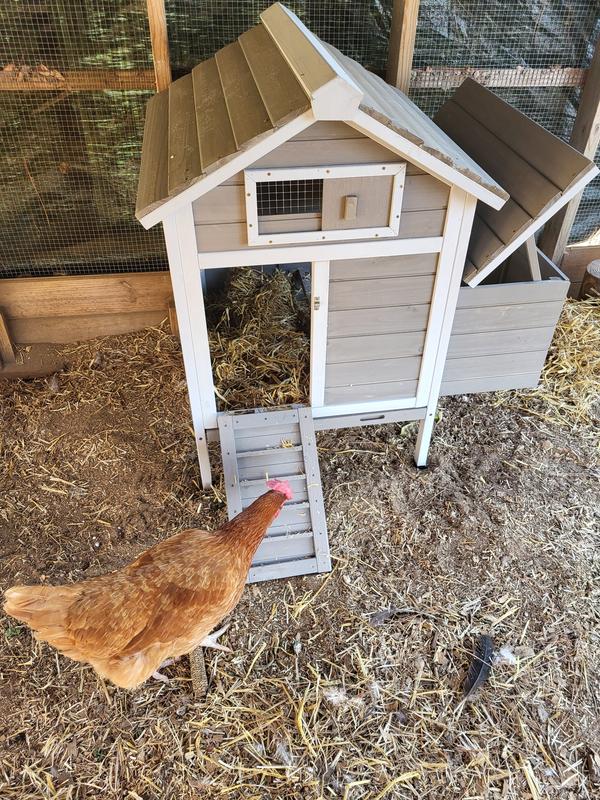 Crabtree fixing to explore. She's always brave.