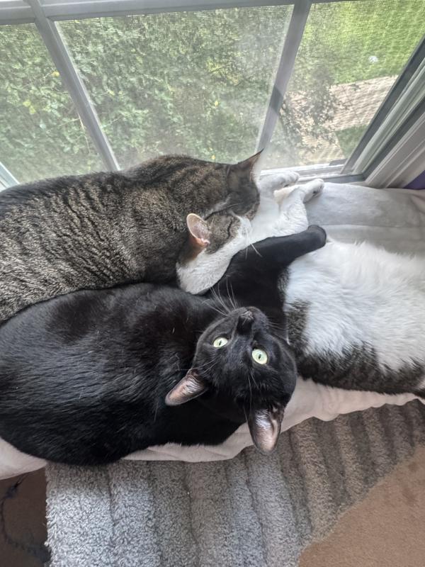 Our boys - Messi, Mbappe and Shaytoon (previously Becks)