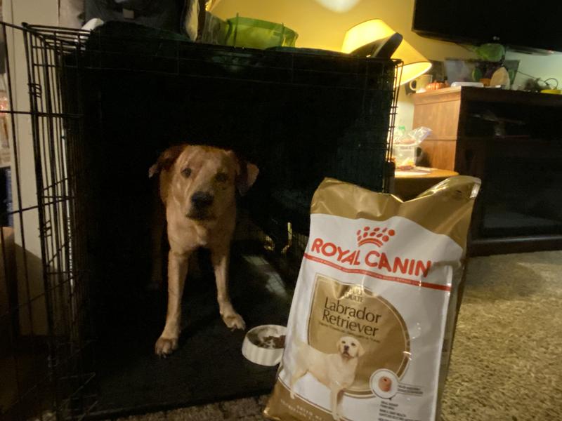 Royal canin clearance labrador retriever review