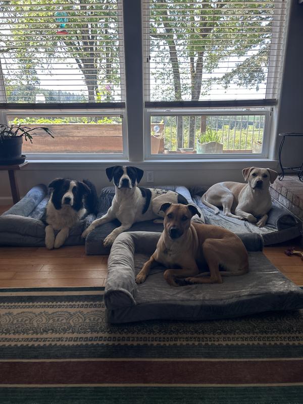 Fischer pups with their new beds