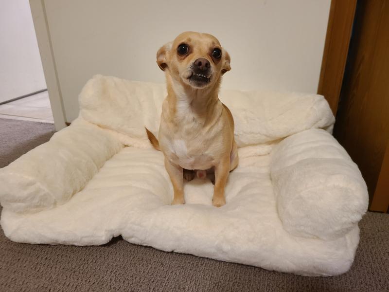 My Chiweenie Little Man