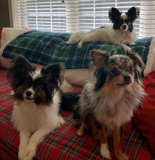 Lola, Gracie and Bodhi