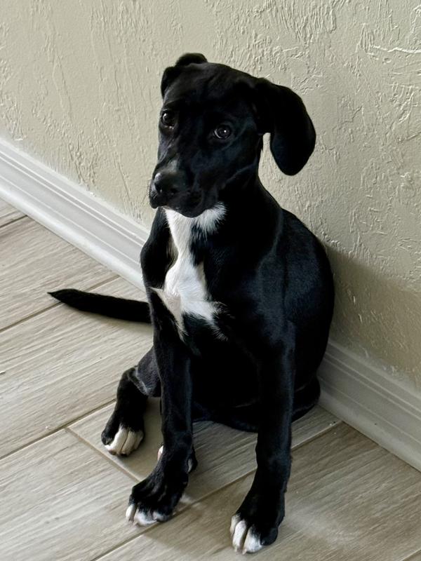 Layla at 4 months.