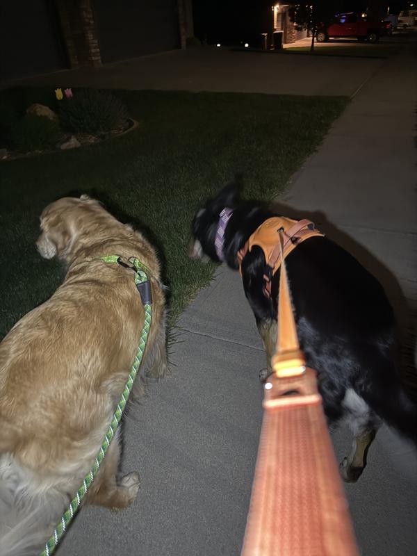 My golden retriever sporting new green leash during night walk