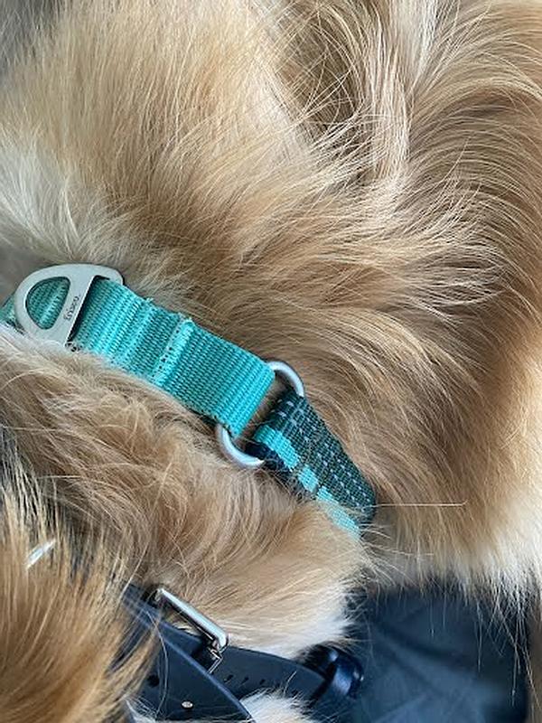 FRISCO HandsFree Running Dog Collar