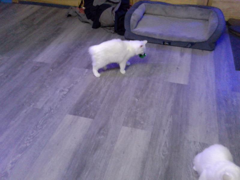 Miss Kitty with her green crinkle ball.