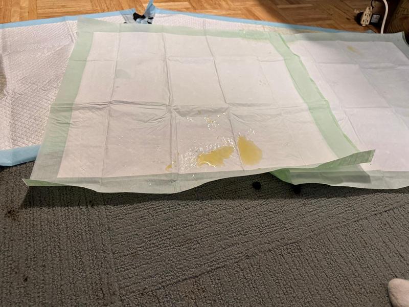 Urine pools, does not absorb. No color change on pee pad.