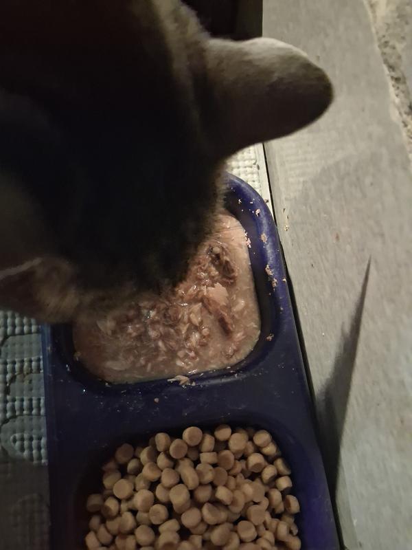 Pogy likes the broth