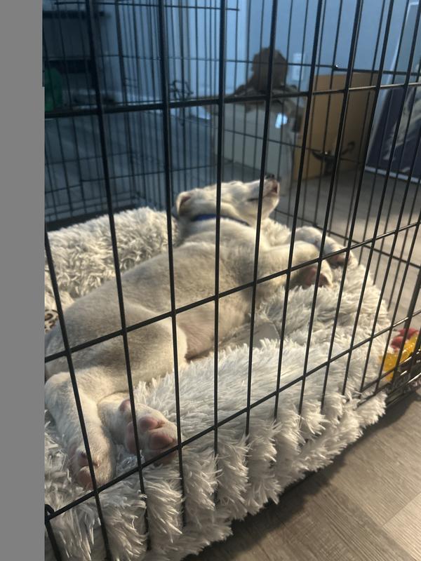 Sound asleep after some pampering