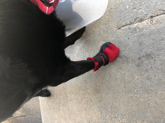 Ultra paws hotsell wound boot petsmart