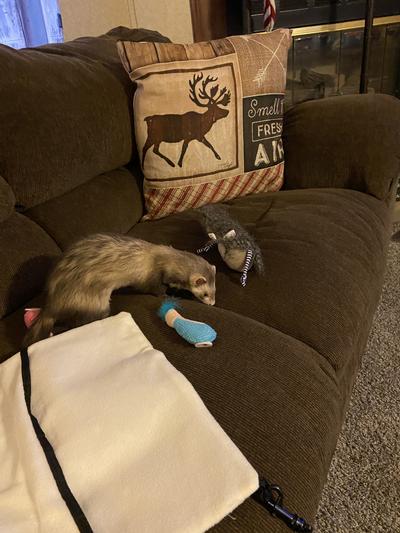 Bella Christmas