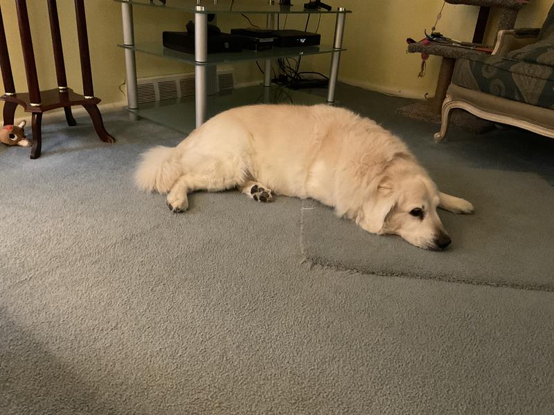 Jasper finally can relax,and I can go to bed