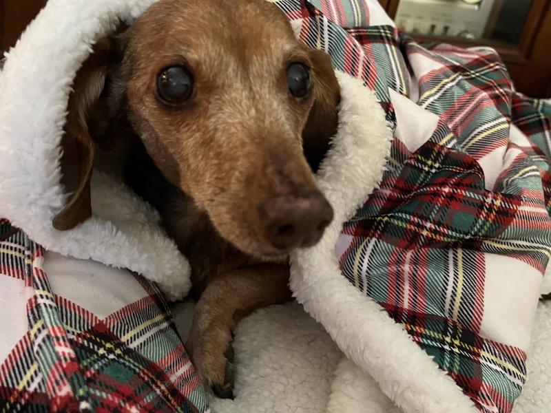 Our Sweet 16 furbaby